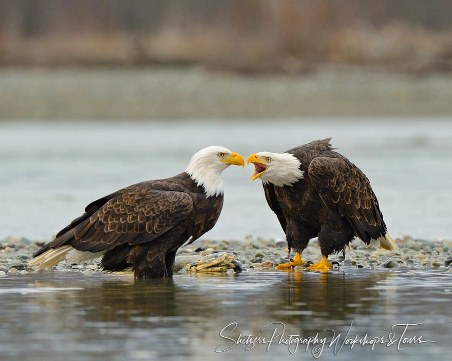 One bald eagle screeching at another eagle