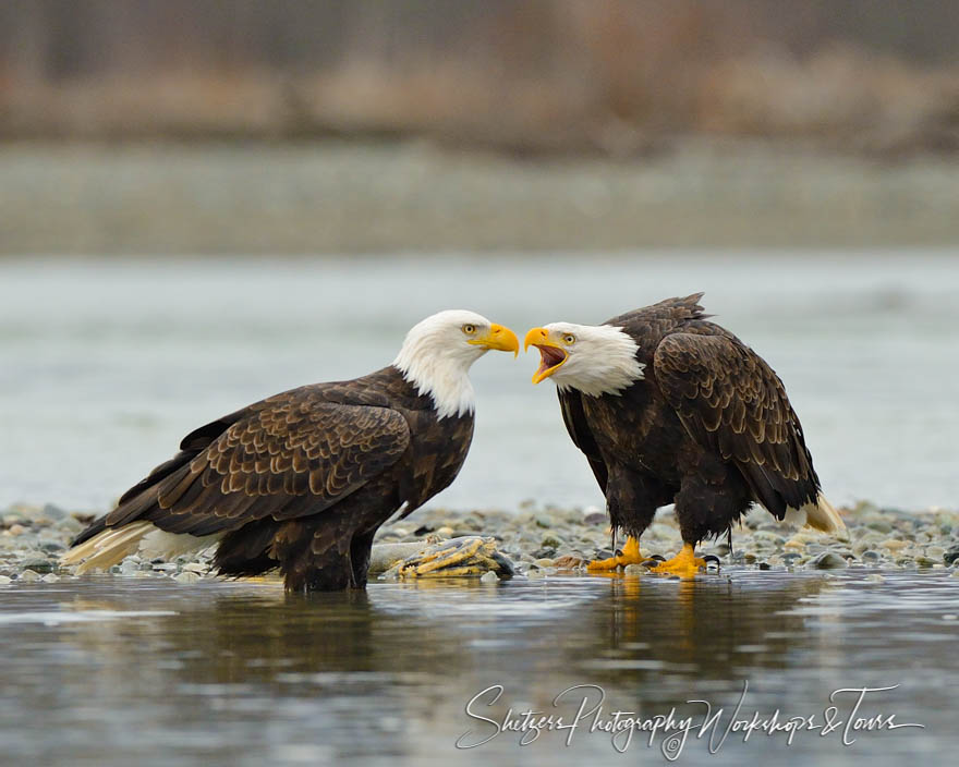 One bald eagle screeching at another eagle 20141103 092832