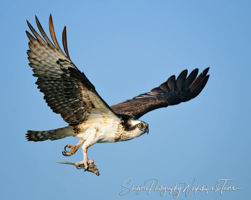 Osprey in flight with fish