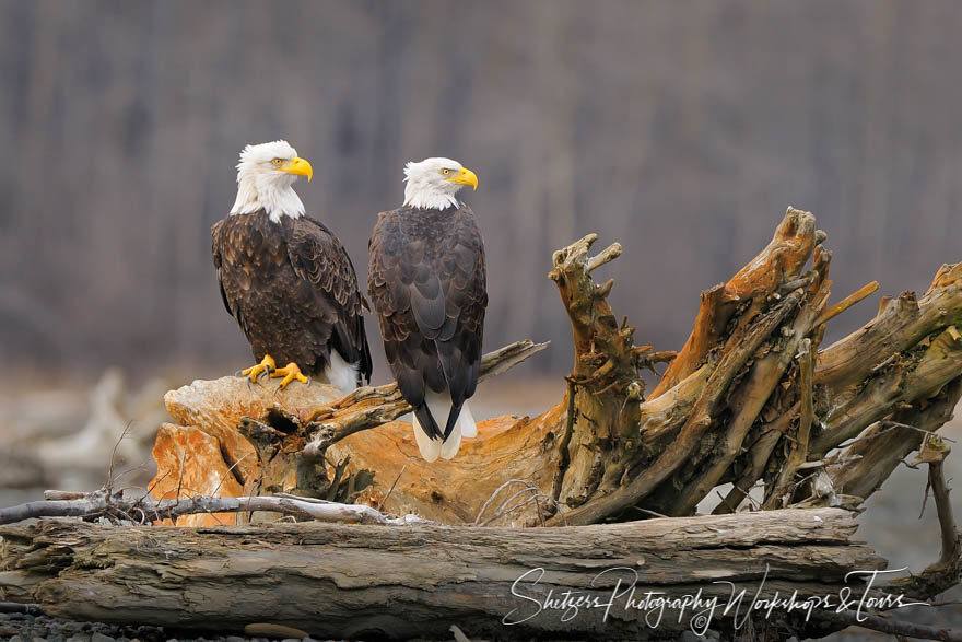 Pair of Eagles on log