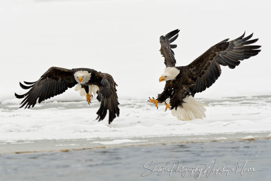 Pair of bald eagles in flight with snowy backdrop