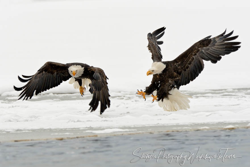 Pair of bald eagles in flight with snowy backdrop 20121103 151254