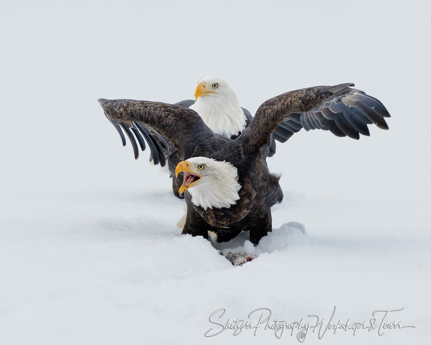 Pair of bald eagles in snow