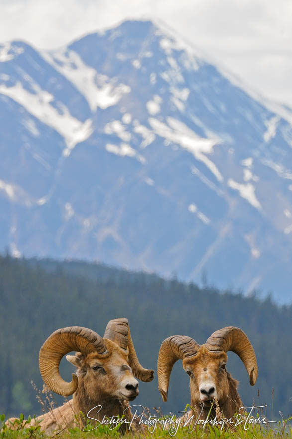 Pair of bighorn sheep lay in front of mountain