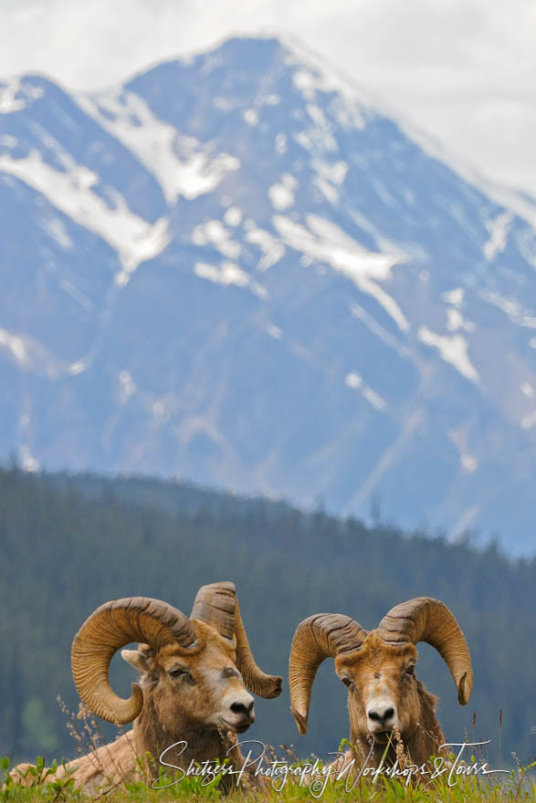 Pair of bighorn sheep lay in front of mountain 20100617 161025