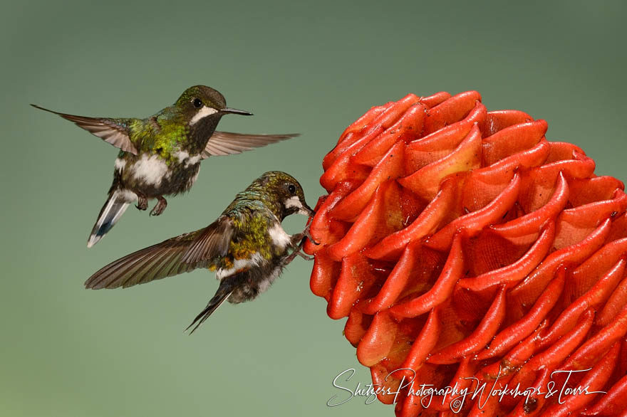 Pair of white-bellied woodstar hummingbirds