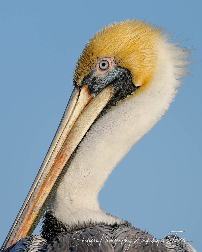 Pelican Portrait