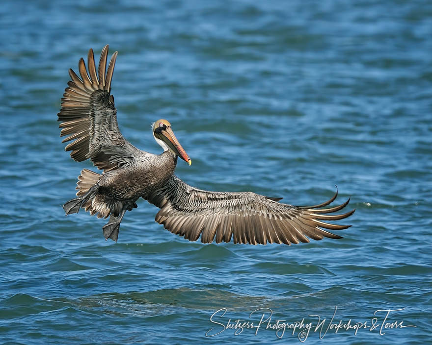 Pelican in flight