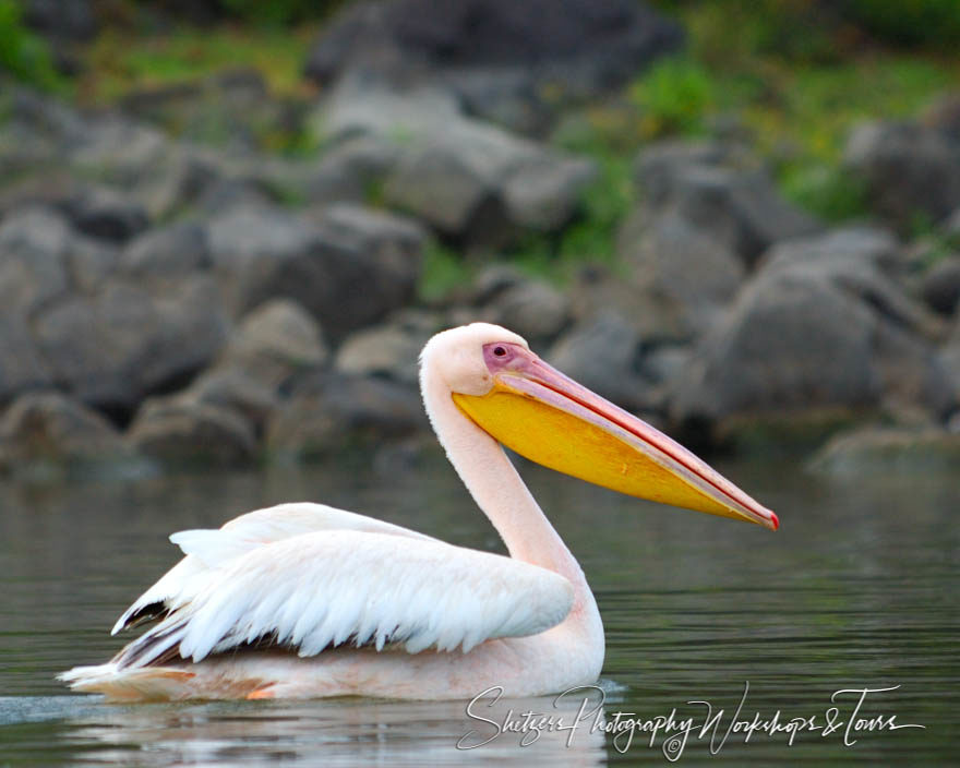 Pelican of Lake Naivasha Kenya