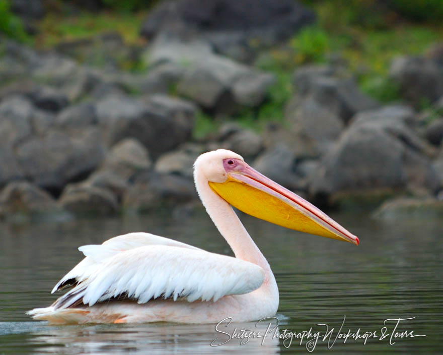 Pelican of Lake Naivasha Kenya 20060329 220541