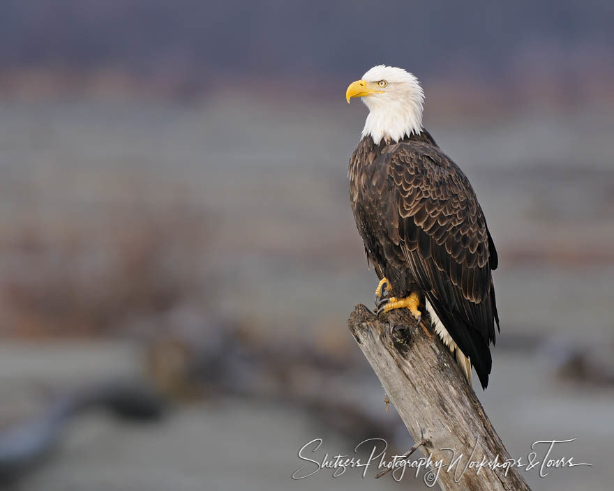 Perch on the Chilkat