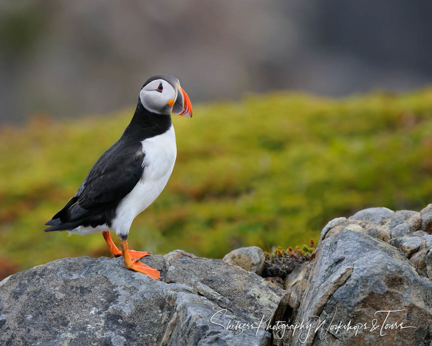 Perched Puffin on a Rocky Newfoundland Ledge