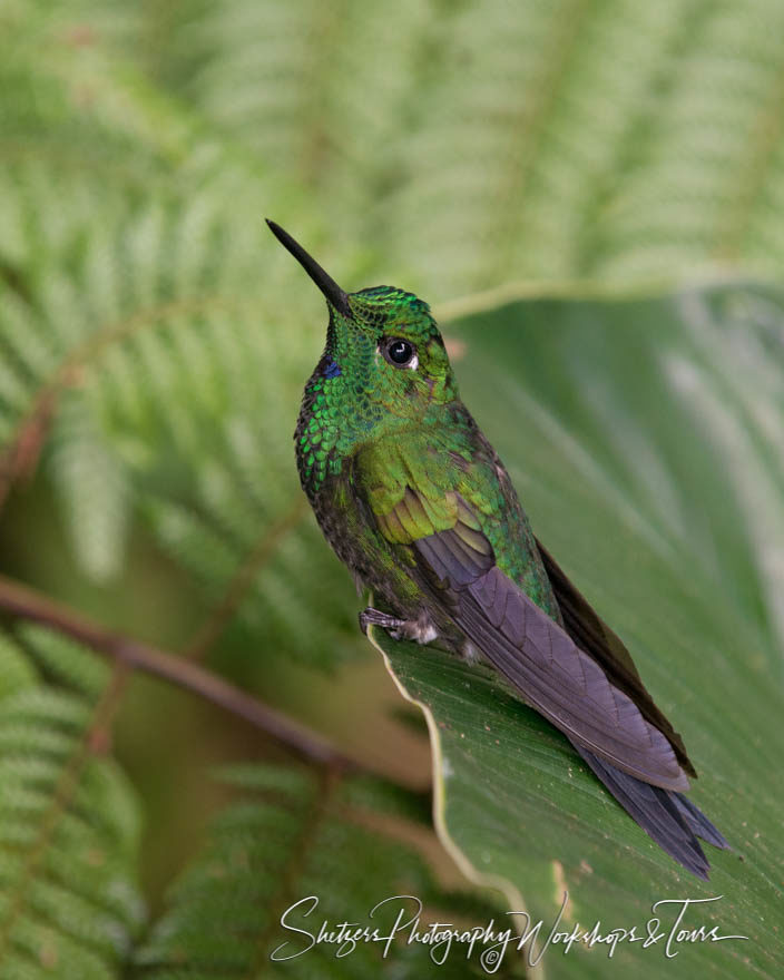 Perched on a leaf