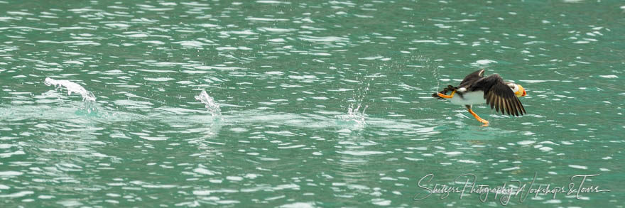 Photo of puffin splashing as it flies above the ocean