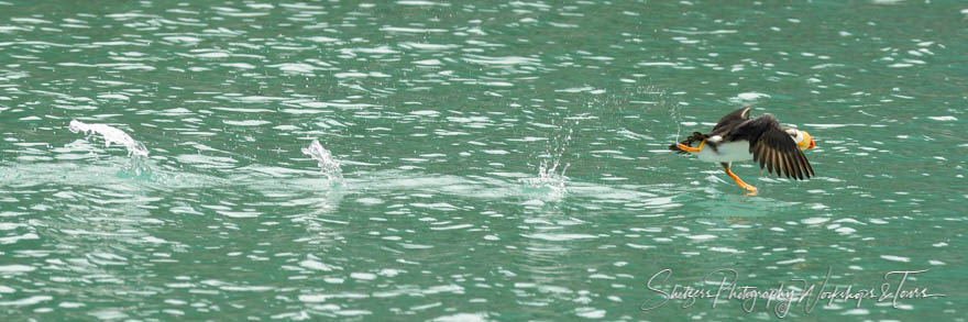 Photo of puffin splashing as it flies above the ocean 20130801 161741