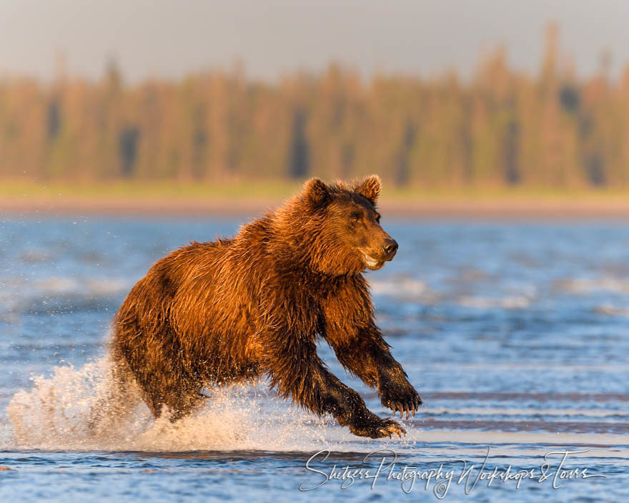 Picture of Bear Running through the Water