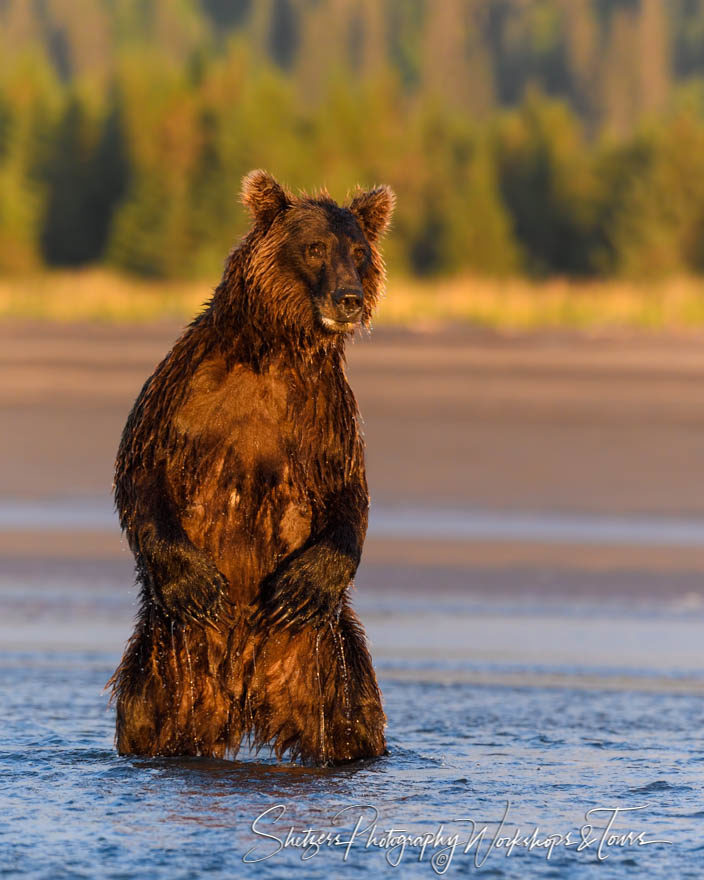 Picture of Bear Standing and Fishing