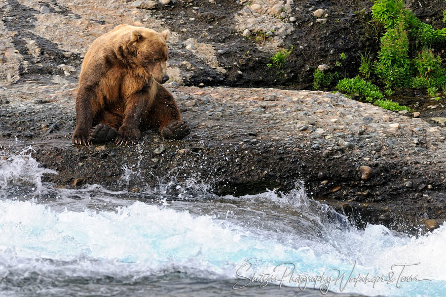 Picture of Grizzly Bear fishing for Salmon 20080816 174349