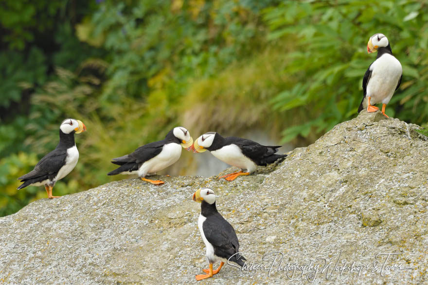 Picture of Puffins on Bird Island