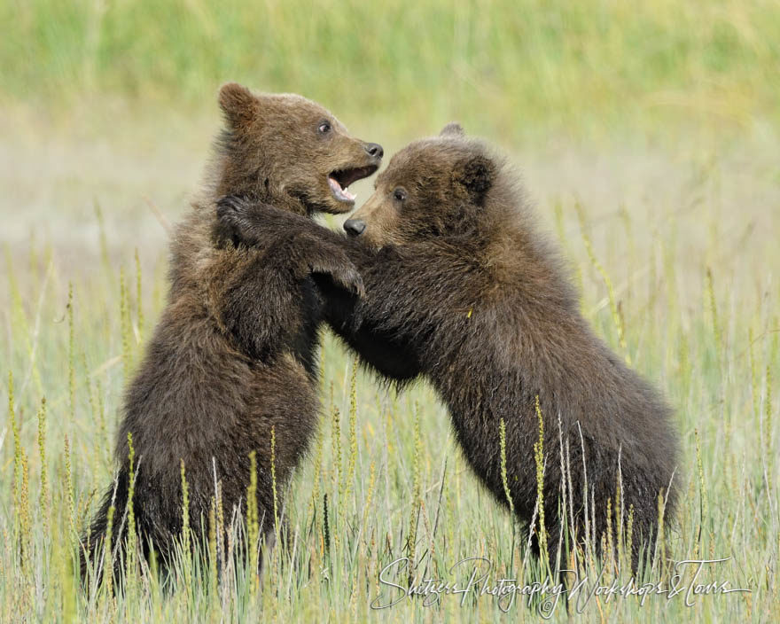 Picture of grizzly bear cubs playing