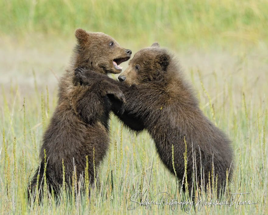 Picture of grizzly bear cubs playing 20170727 165334