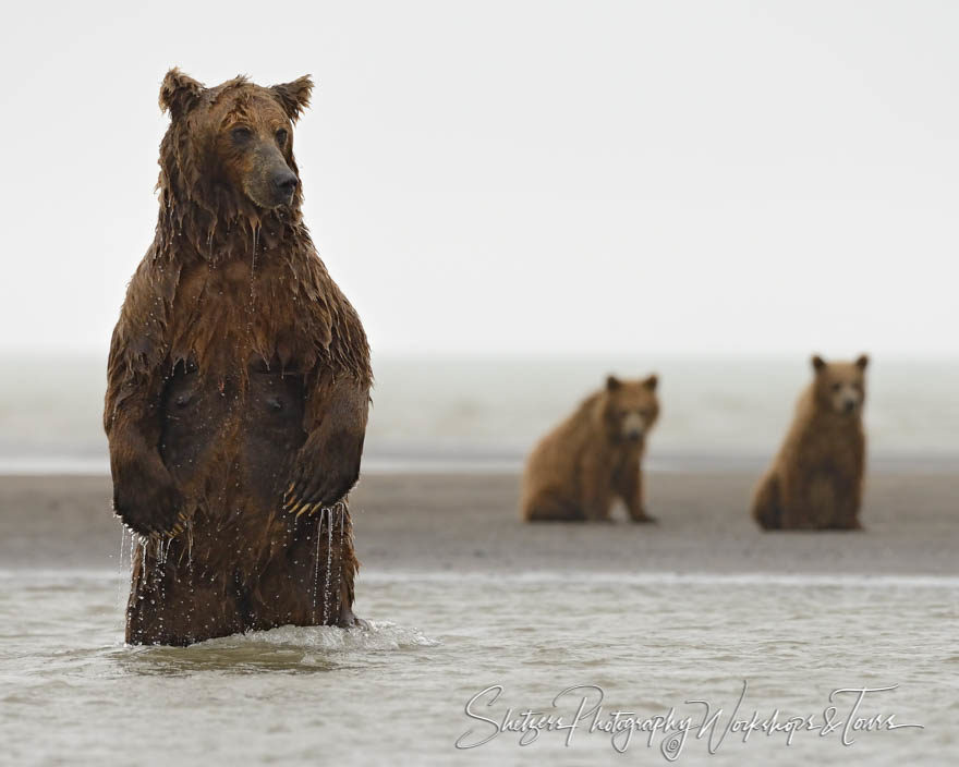 Picture of grizzly bears fishing