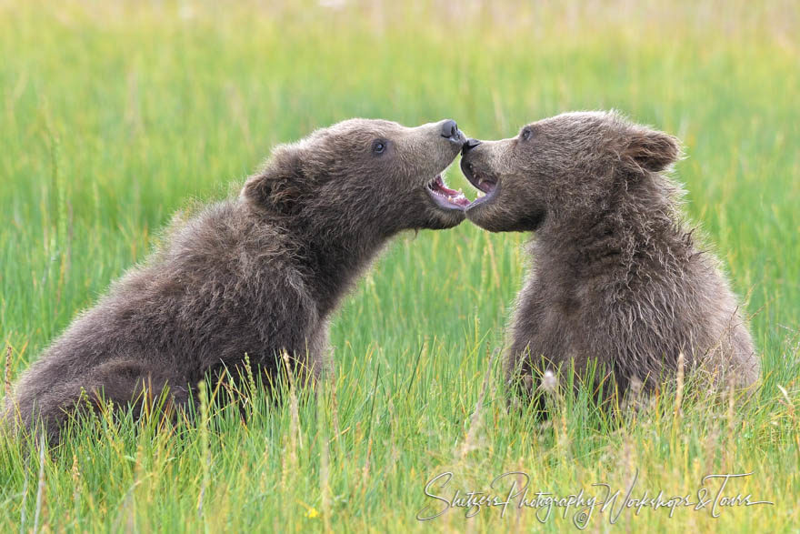 Play flighting as bears learn to fight