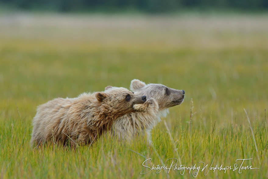 Playful bear cub bites its brother’s ear