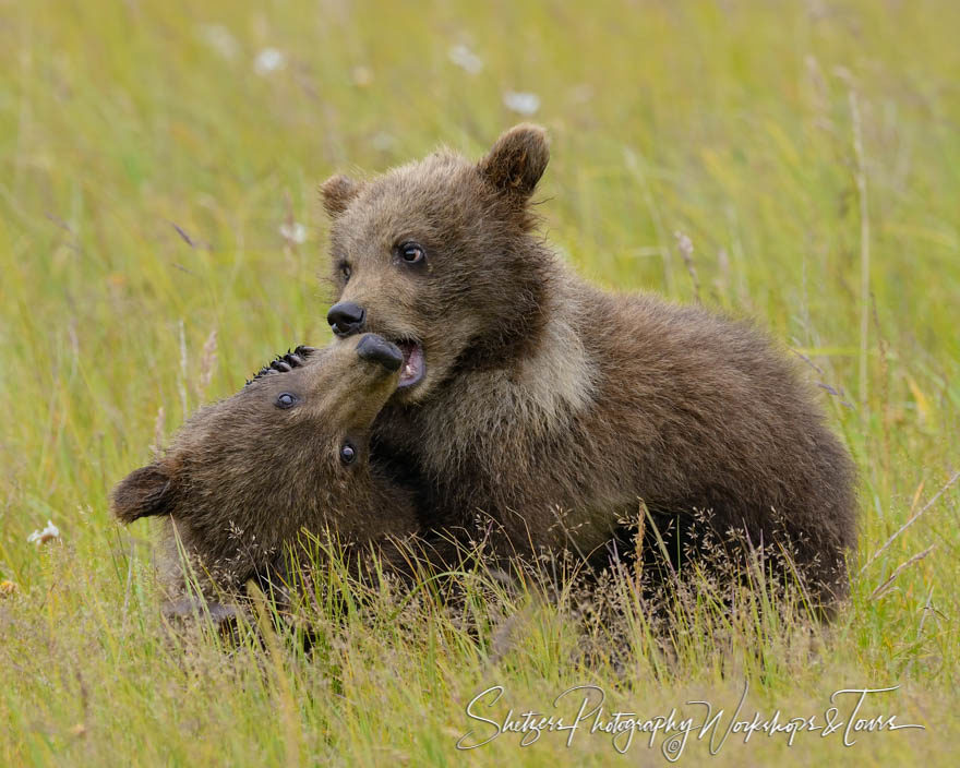 Playful nature image of two cute bear cubs