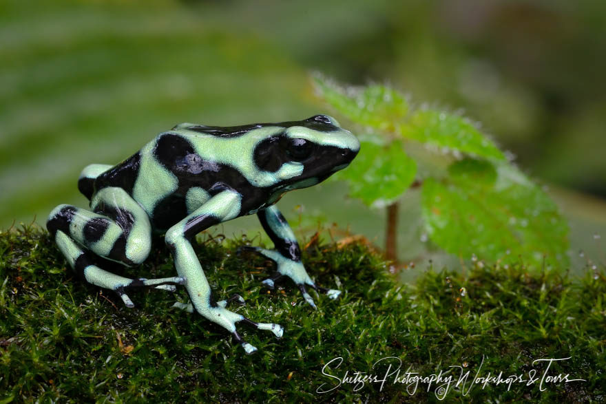 Poison Dart Frog in Costa Rica