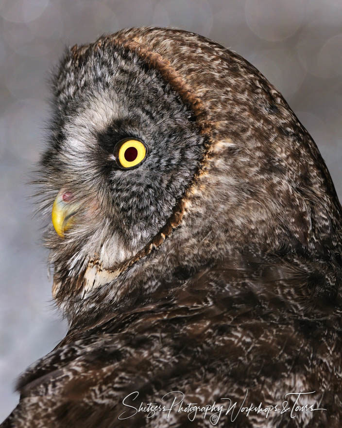 Portrait of Great Grey Owl
