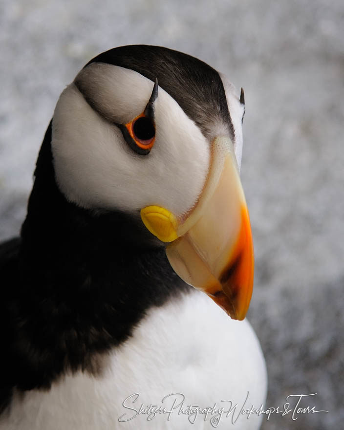 Portrait of a Puffin