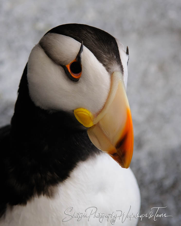 Portrait of a Puffin 20100821 135729