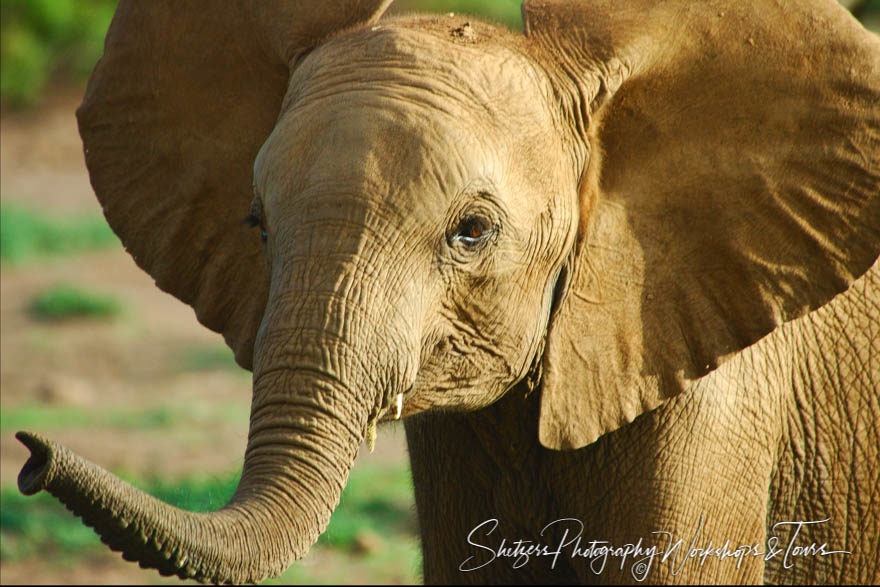 Portrait of a Young Elephant