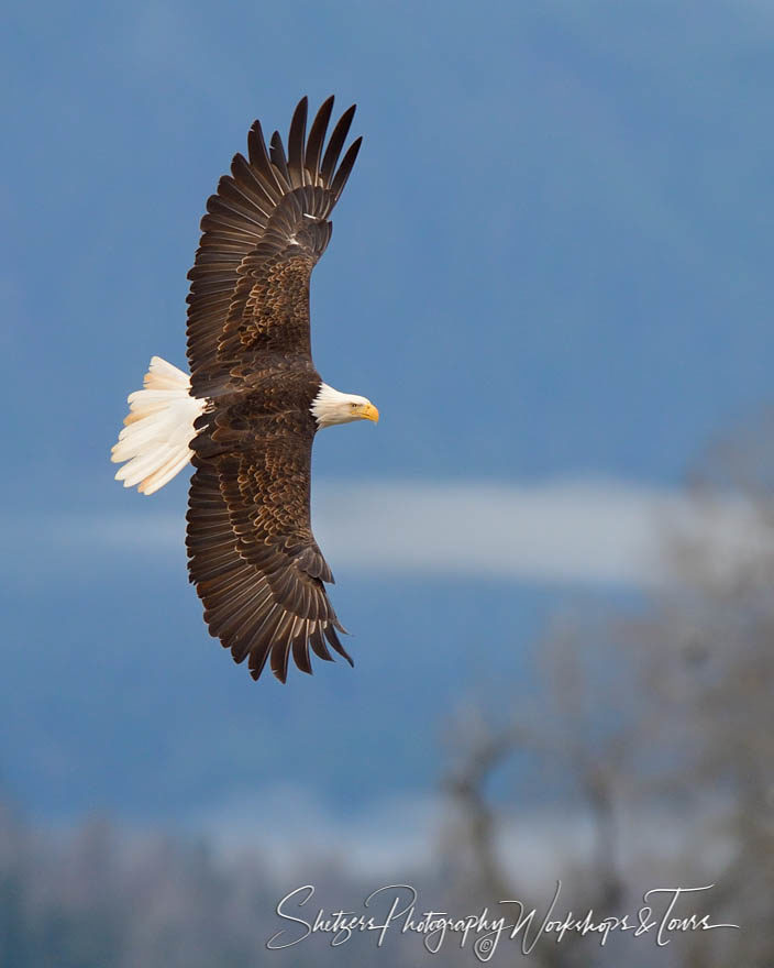 Portrait of a bald eagle in flight with full wingspan