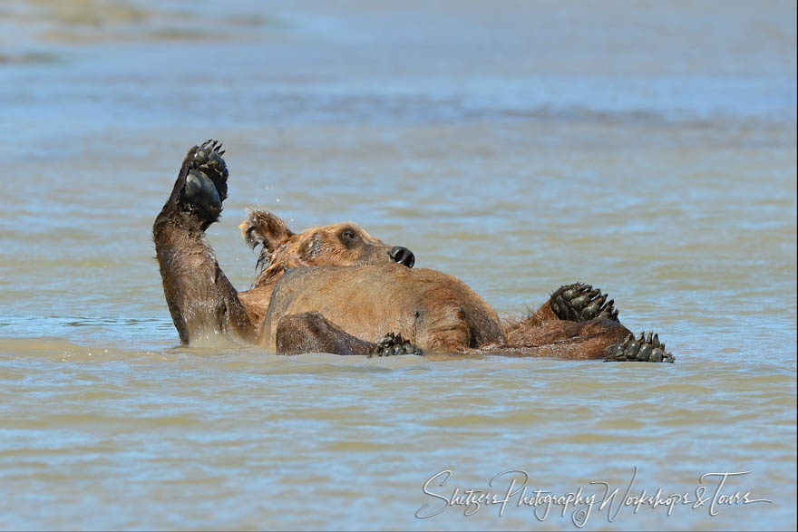 Portrait of a bear laying in water