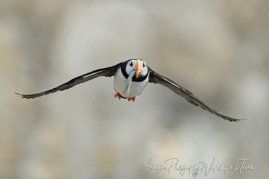 Portrait of a puffin flying with fish