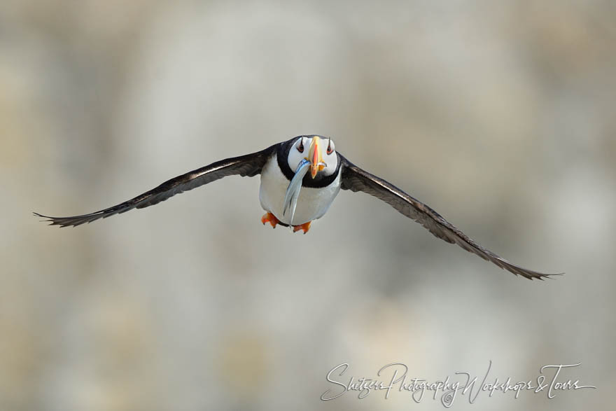 Portrait of a puffin flying with fish 20130801 181052