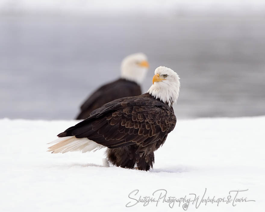 Portrait of an Eagle with eagle in the background