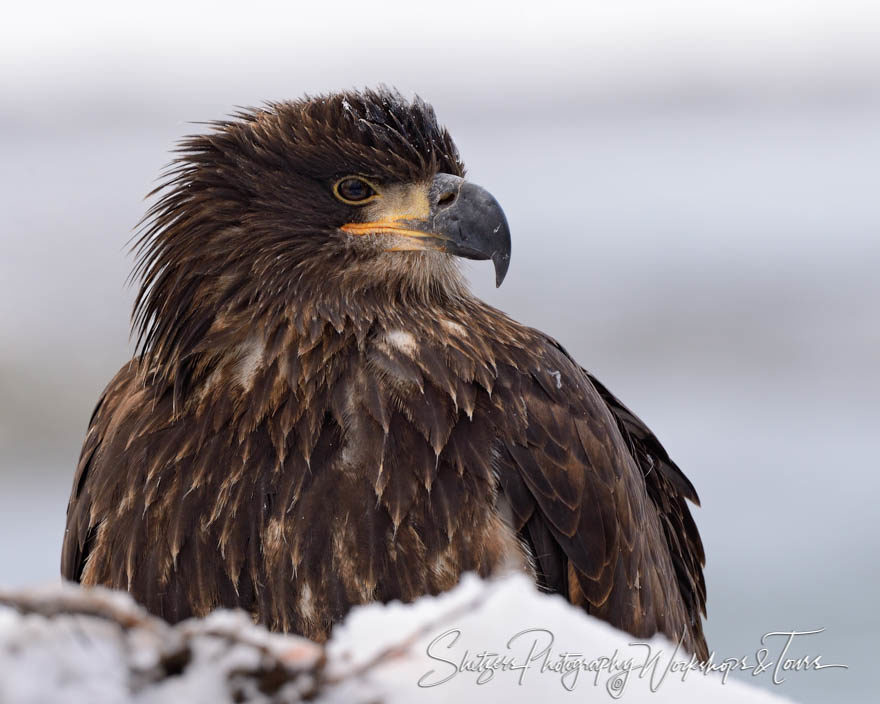 Portrait of an Immature Bald Eagle