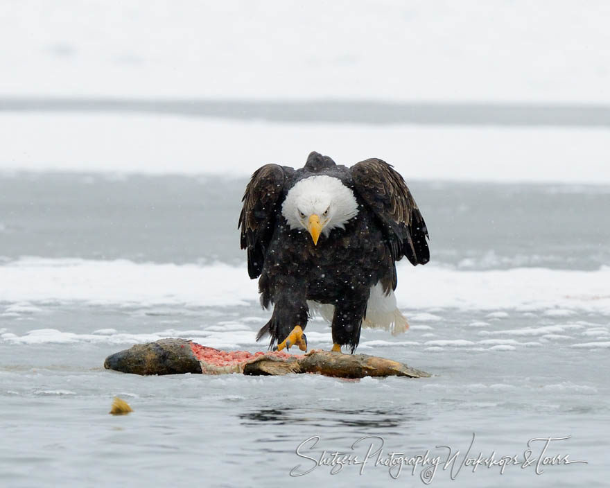 Portrait of bald eagle feeding