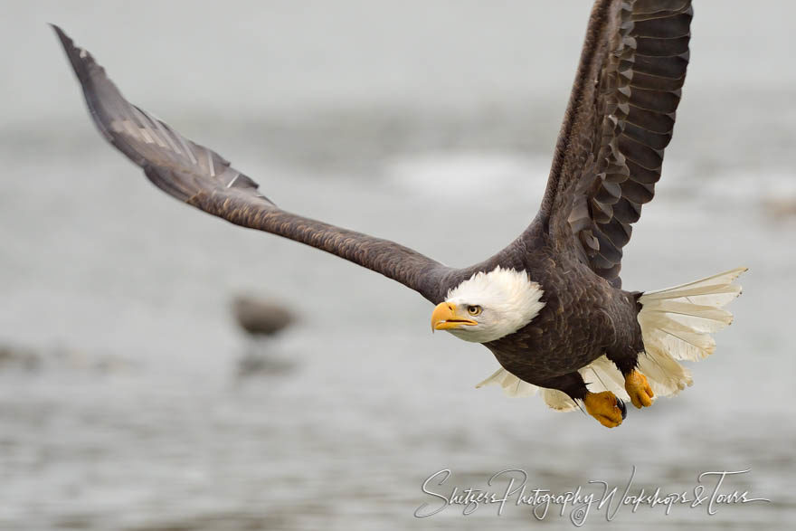 Portrait of bald eagle flying over water
