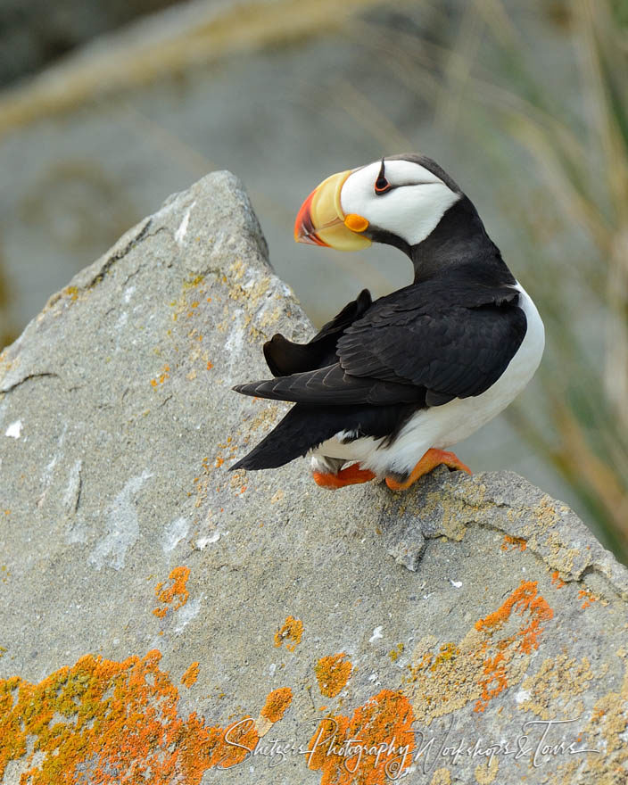 Portrait of puffin perching on rock