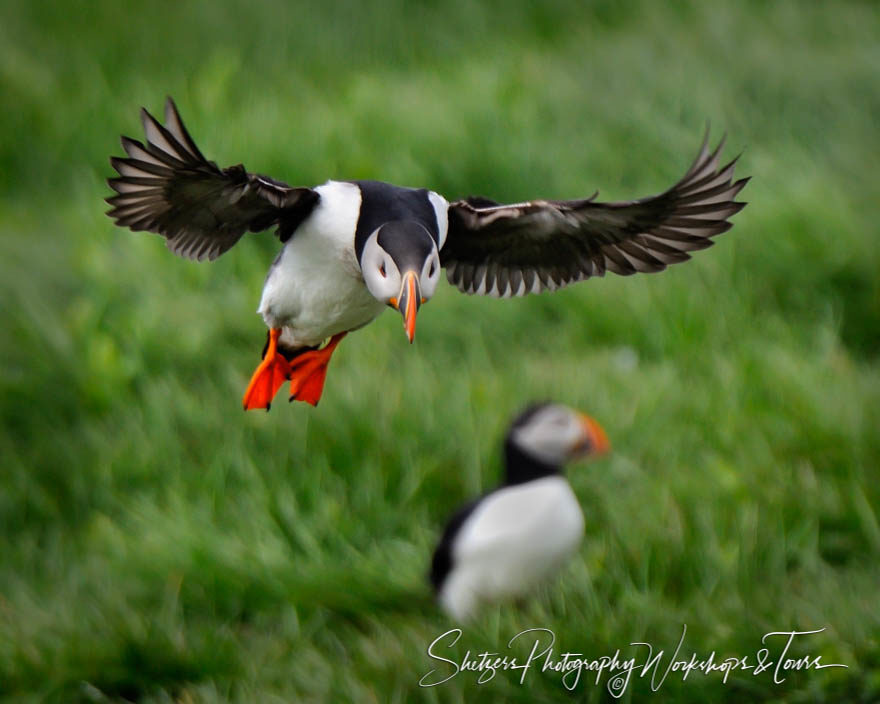 Precision Puffin