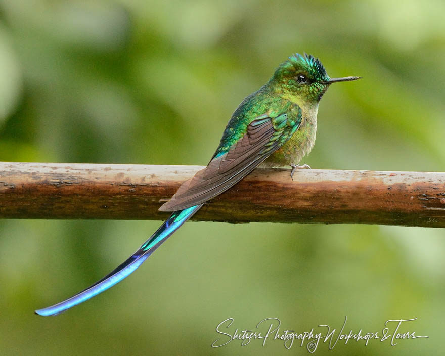 Profile of violet-tailed sylph hummingbird sitting on tree with