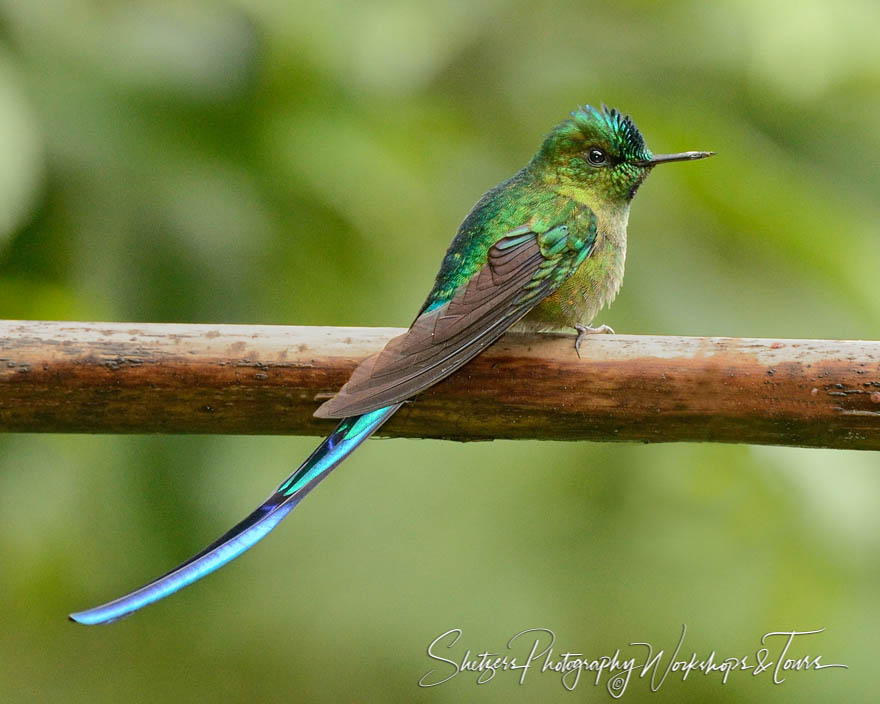 Profile of violet tailed sylph hummingbird sitting on tree with 20130607 114104