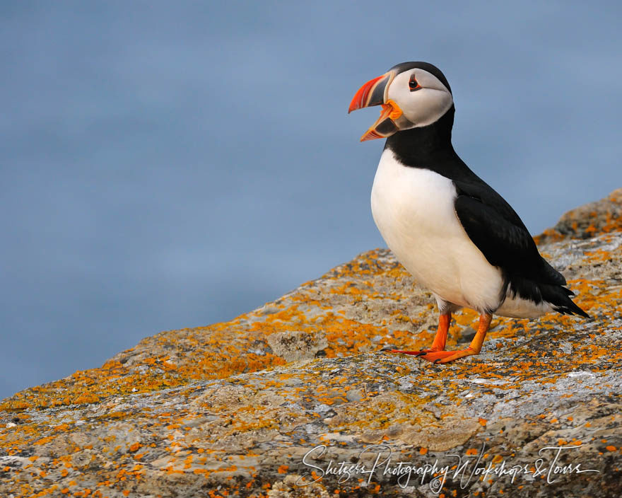 Puffin Chatter on the Rock