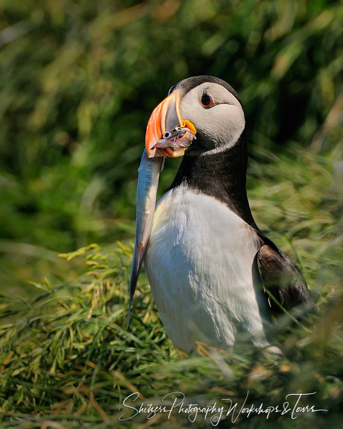 Puffin Feast