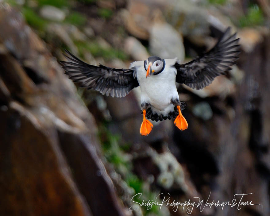 Puffin Gear Down