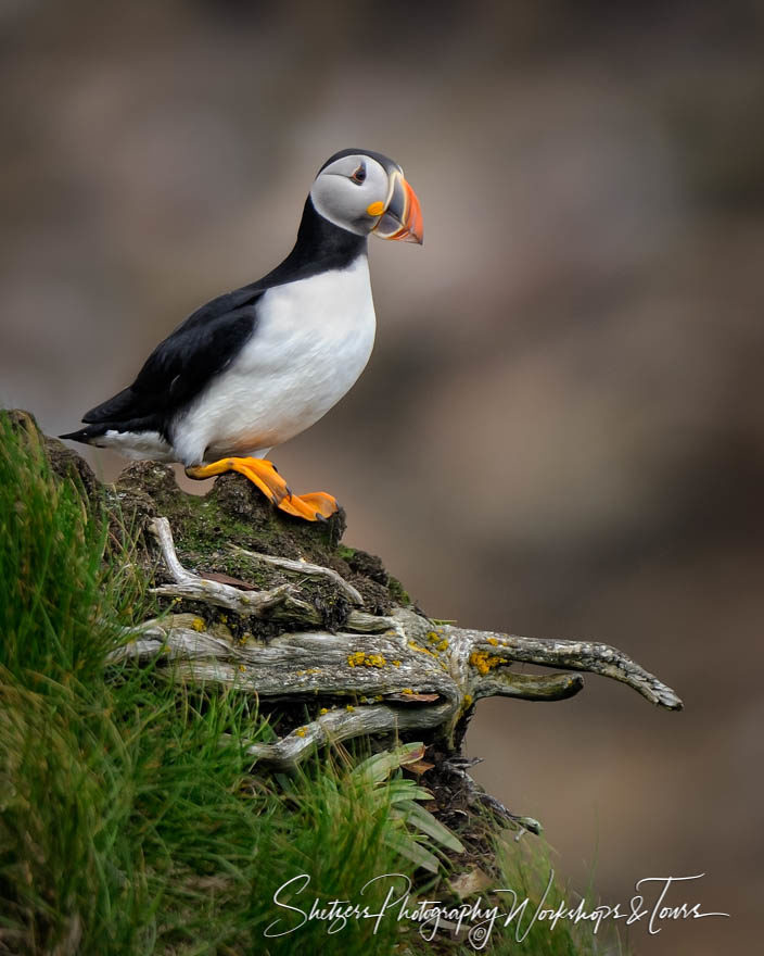 Puffin Pose